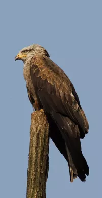 Zwarte Wouw [Milvus migrans]